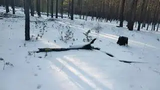 Охота на белку с лайкой. Squirrel hunting with husky.