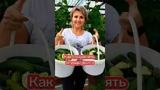 Так огурцы хранятся долго. Как долго сохранить огурцы свежими. @galabum #galabum #огурцы