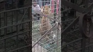 #tiger #shorts #forest #tigerinjungle #viralshorts #shorts