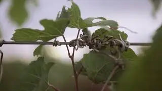 Música Clásica Por Los Caminos del Vino 2023 - Mendoza Argentina