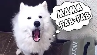 КАК РАЗГОВАРИВАЕТ САМОЕД?