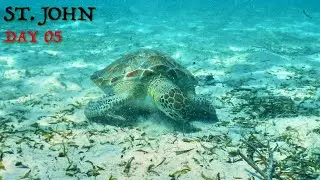 Snorkeling with Turtles & Sharks | St. John, USVI