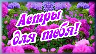 Эти астры я дарю тебе! Осенняя нежность...