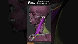 Introduction to Anatomy - FlippedNormals