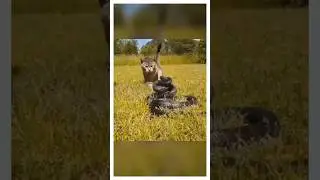Почему кошки круче змей?