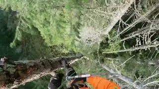 Rappelling from the tree and log drop