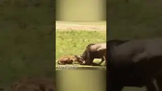 Антилопа поддела рогом гиену прямо между задних лап.