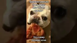 Мини французские бульдоги ночная обжора  