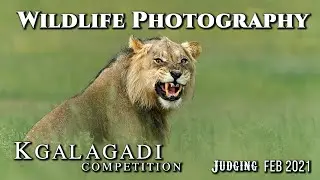 Wildlife Photography Competition Judging {Kgalagadi Photo Competition} Feb 2021