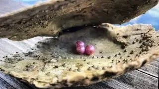 Real Bright Pink Pearl Discovery Found In the Ocean......