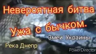 БИТВА УЖА С БЫЧКОМ. ЗМЕИ УКРАИНЫ. РЫБАЛКА НА ДНЕПРЕ.