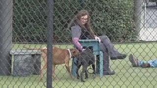 Dogs evacuated in Caldor Fire now need adoption after owner dies