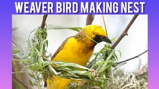 Weaver Bird Nesting || Veaver Bird Engineering