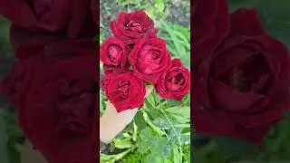 roses 💚