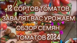ОБЗОР СЕМЯН ЛЮБИМЫХ ТОМАТОВ НА 2024/КАРТИНКА И РЕАЛЬНОСТЬ/ЧТО ВЫРОСЛО ИЗ СЕМЯН ТОМАТОВ В 2023
