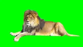 Real lion isolated on green screen