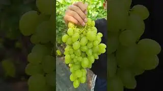 Виноград Простор  https://koveles.prom.ua