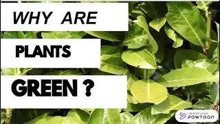 why are plants green?