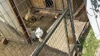 Совместили кур и цыплят. Первая клубника. Букет гвоздик