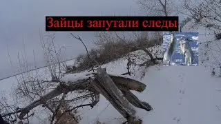 Охота на зайца 29 12 2021 как зайцы путают следы