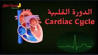 الدورة القلبية  ..  نبضات القلب
الجهاز الدوري 2