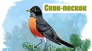 Скок поскок