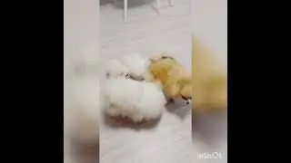 Уайт Сноу Кристмас и его детки.