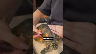 Могут ли крокодилы есть черепах? 🐊💥🐢🤔 