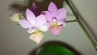 Phalaenopsis Liu's Triprince Pink | Орхидея фаленопсис Льюис розовый
