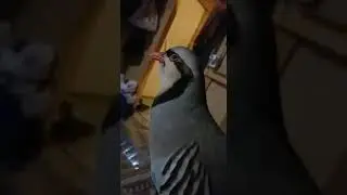 Овози Кабк