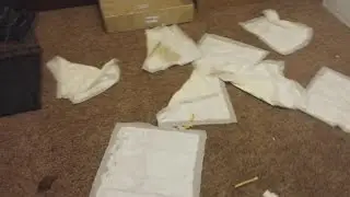 Rescuing a Pit Bull from Neglect at ex-girlfriends apartment