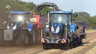 Uien race met de Su-Tech uienlader en New Holland trekkers en Beco kippers