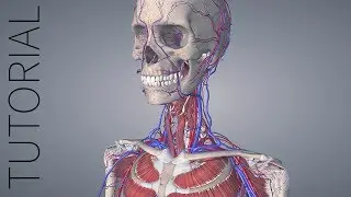 Turning Systems On and Off - Essential Anatomy 5 Tutorial