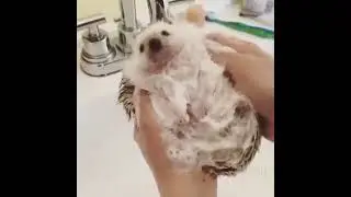 Агрессивный трек для купания ёжика