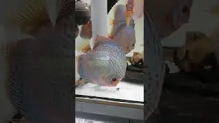 Продам дискусов , малек из под пары  супер кобальт +79253657378  подробности ватсап.