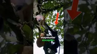 Tokatçı Maymunlar! 👋🐒🥺🐿️
