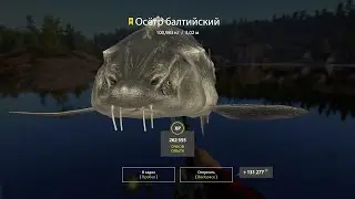 Русская рыбалка 4. Трофейный Осетр балтийский.