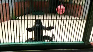 Orang Jalan Jalan ke Ragunan