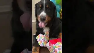 My Bernese Mountain Dog LOVED Unwrapping His Birthday Presents 🎉