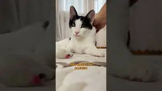 Кошачий расизм, знаете что это?