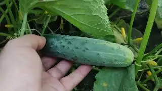 Anamın bostanı - Barama xiyar