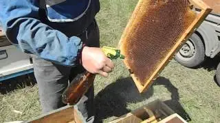 ПЕРЕСАДКА ПЧЕЛО ПАКЕТА В УЛЕЙ