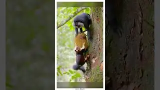Зачем макака раздает лещи белке?