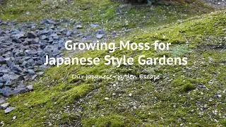 How to Grow Moss - Part Two | Our Japanese Garden Escape