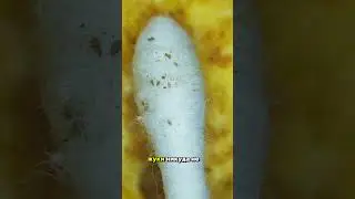 Не ешьте чипсы, там ЖУКИ!