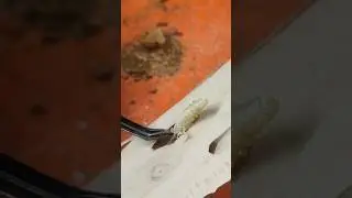 вот почему с досок нужно снимать кору