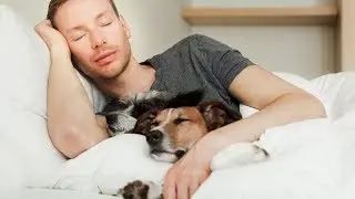 7 ПРИЧИН ПУСКАТЬ СОБАКУ К СЕБЕ В КРОВАТЬ!
