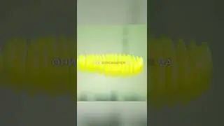 ОНИ Рождаются НА ГЛУБИНЕ 🦟😱 (что будет) ✨ 