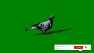 Dove | Dove Green Screen | 4k | Pigeon Green Screen 