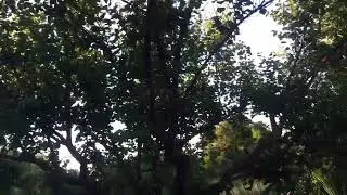 Никогда не думала ,что увижу в саду своём живую белочку .
